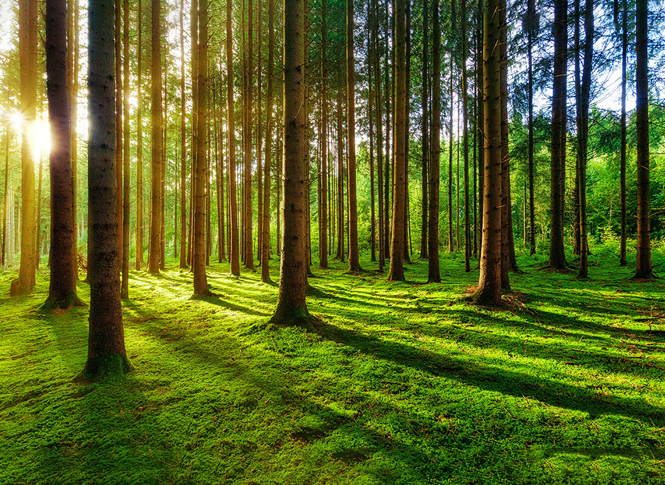 基材優(yōu)勢(shì)