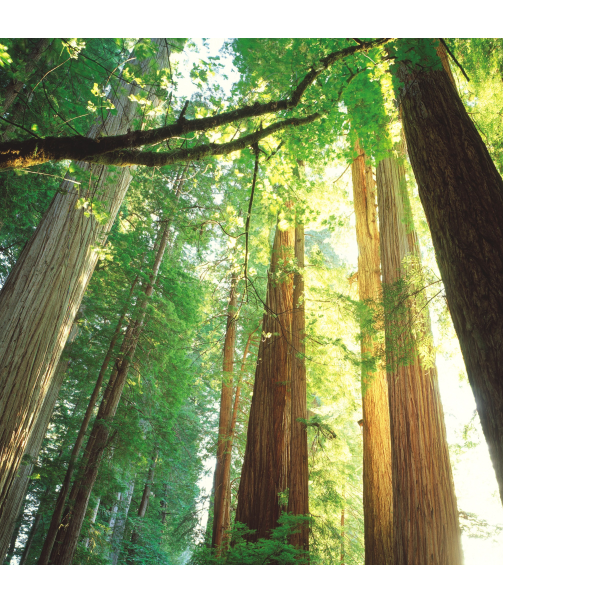 精選優(yōu)質(zhì)實木
打造板材好品質(zhì)